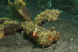 FREAK NUDI for all the nudi freaks out there! Melibe Papi... by Adriano Trapani 